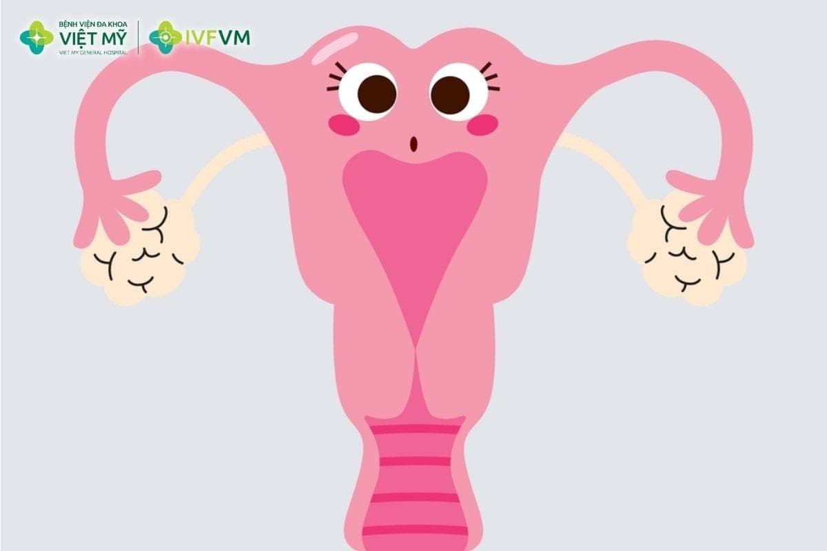 Phụ nữ bị tử cung 2 sừng vẫn có thể làm IVF, nhưng cần được đánh giá kỹ trước chuyển phôi và theo dõi sát trong thai kỳ