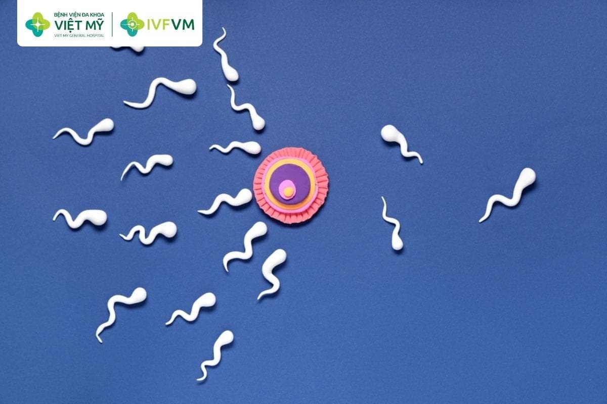 Chất lượng tinh trùng liên quan đến khả năng thụ tinh và phát triển phôi trong IVF