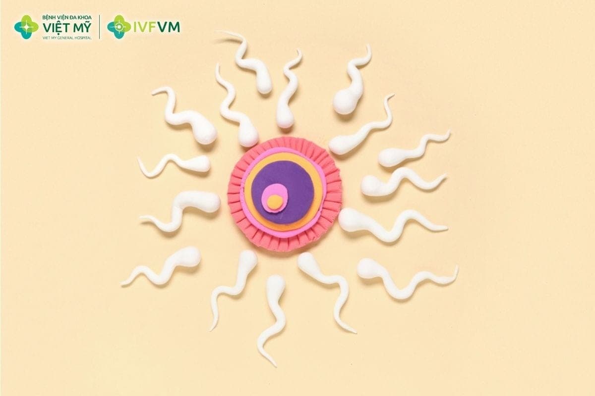 Chất lượng noãn và tinh trùng tốt giúp tăng khả năng thụ tinh, tạo phôi và hỗ trợ phôi phát triển ổn định hơn