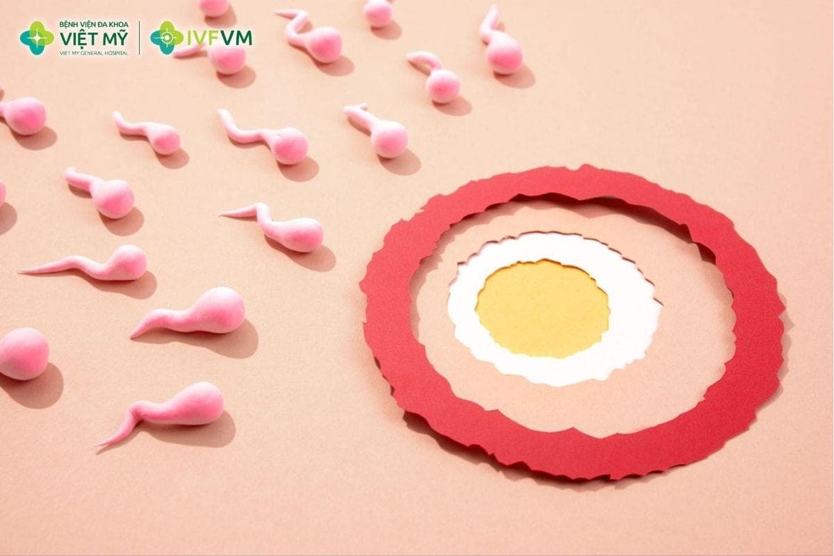 Thuốc kích trứng giúp nang noãn phát triển và phóng noãn phù hợp, tăng cơ hội mang thai trong IUI và IVF